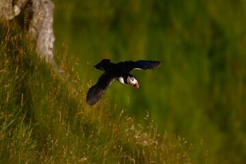 Common Murre over the North Atlantic Ocean near Runde, Norway. Seabird Silhouette with Ocean Backdrop