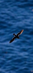 Common Murre over the North Atlantic Ocean near Runde, Norway. Seabird Silhouette with Ocean Backdrop