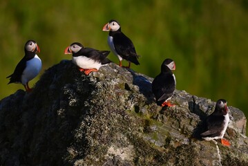 Antlantic Puffin over coastal landschape on Runde, Norway. Seabird, nature and wildlife photography