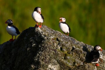 Antlantic Puffin over coastal landschape on Runde, Norway. Seabird, nature and wildlife photography