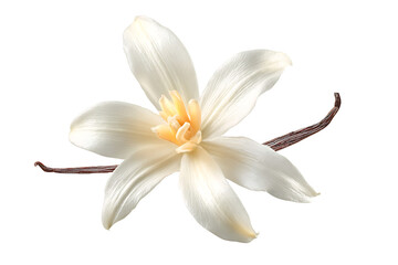whi aromatic vanilla flower isolated on white or transparent background .png