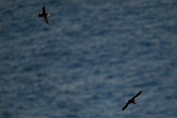 Antlantic Puffin over coastal landschape on Runde, Norway. Seabird, nature and wildlife photography