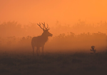 jeleń o wschodzie słońca © Marcin