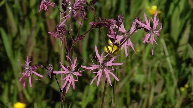 Ragged Robin (Silene flos-cuculi or Lychnis flos-cuculi) Flowers Growing in a Damp Meadow in Wales, U.K.