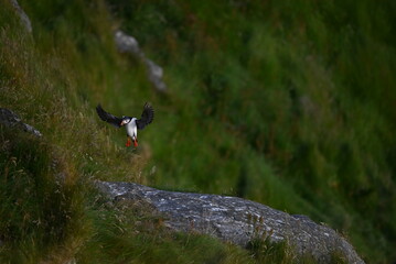 Antlantic Puffin over coastal landschape on Runde, Norway. Seabird, nature and wildlife photography