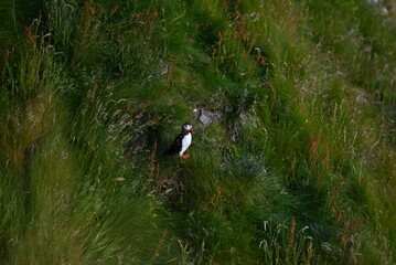 Antlantic Puffin over coastal landschape on Runde, Norway. Seabird, nature and wildlife photography