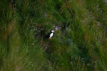 Antlantic Puffin over coastal landschape on Runde, Norway. Seabird, nature and wildlife photography