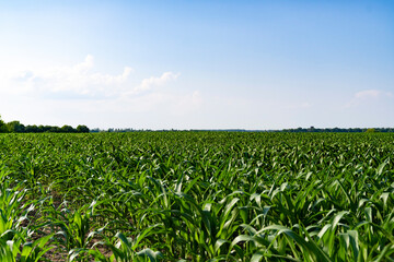 Green cornfield under blue sky with trees on the horizon. Landscape agricultural photography with copy space. Summer countryside and farming concept. Design for poster, banner, and wallpaper.