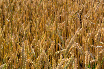 Fototapeta premium Close-up of ripe wheat ears growing in field. Agricultural crop texture. Farming and harvest season concept. Design for poster, wallpaper, banner.
