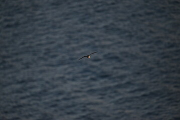 Antlantic Puffin over coastal landschape on Runde, Norway. Seabird, nature and wildlife photography