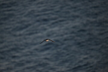 Antlantic Puffin over coastal landschape on Runde, Norway. Seabird, nature and wildlife photography