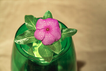 Close-up of pink periwinkle flower with water droplets on petals and green leaves on wooden mat....