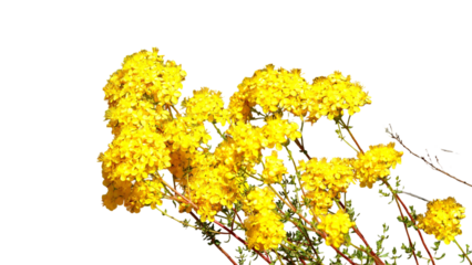 St. John's Wort (Hypericum perforatum) with Copy Text Space. Medicinal Flowering Herb Element for Botanical Illustrations, Natural Remedy Designs, and Herbal Wellness Projects. PNG File