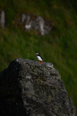 Antlantic Puffin over coastal landschape on Runde, Norway. Seabird, nature and wildlife photography