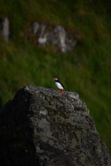 Antlantic Puffin over coastal landschape on Runde, Norway. Seabird, nature and wildlife photography