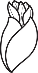 watermelon flower, Line Art Illustration of an Unfolding Tulip Bud