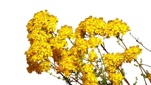 St. John's Wort (Hypericum perforatum) with Copy Text Space. Medicinal Flowering Herb Element for Botanical Illustrations, Natural Remedy Designs, and Herbal Wellness Projects. PNG File