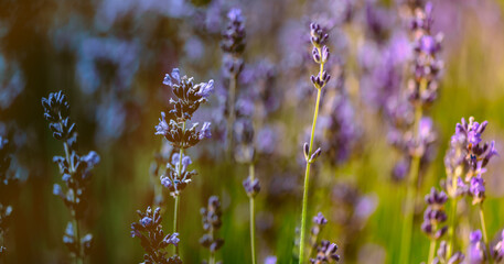 Lavendel Bokeh