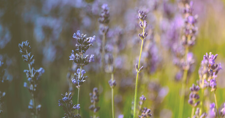Lavendel Bokeh
