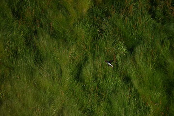 Antlantic Puffin over coastal landschape on Runde, Norway. Seabird, nature and wildlife photography