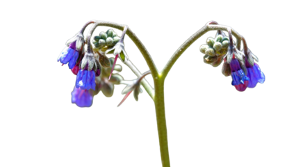  Symphytum officinale (Comfrey) with Copy Text Space. Medicinal Herb Element for Botanical Designs, Natural Healing Illustrations, and Herbal Product Packaging. PNG File