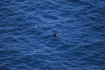 Antlantic Puffin over coastal landschape on Runde, Norway. Seabird, nature and wildlife photography