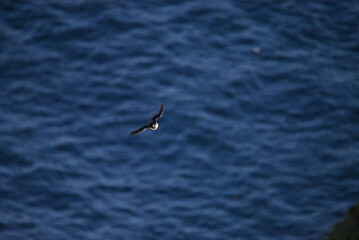 Antlantic Puffin over coastal landschape on Runde, Norway. Seabird, nature and wildlife photography