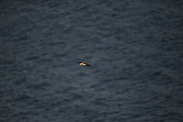 Antlantic Puffin over coastal landschape on Runde, Norway. Seabird, nature and wildlife photography