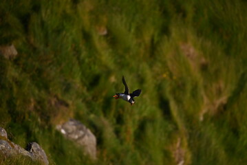 Antlantic Puffin over coastal landschape on Runde, Norway. Seabird, nature and wildlife photography