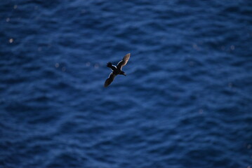 Common Murre over the North Atlantic Ocean near Runde, Norway. Seabird Silhouette with Ocean Backdrop