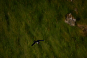 Antlantic Puffin over coastal landschape on Runde, Norway. Seabird, nature and wildlife photography