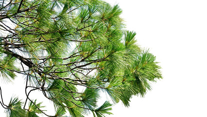 branch of a tree