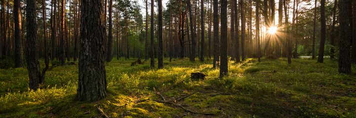 summer pine green forest with mossy hummocks and sun rays from behind trees. morning landscape. idyllic side widescreen panoramic view in 15x5 format