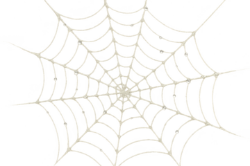 Elegant spider web, adorned with water droplets, isolated on transparent background