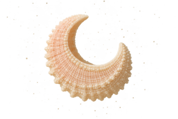 Elegant seashell isolated on transparent backdrop, showcasing intricate details