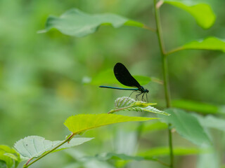 An ebony jewelwing on a leaf