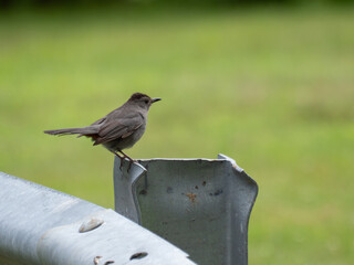 Grey catbird perched on a roadside guard rail