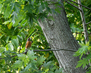 A young robin with a blueberry