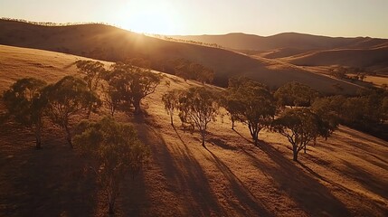 Naklejka premium eucalyptus trees in Australian outback Dry