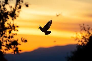 Fototapeta premium Eurasian Collared Dove flying against dusk sky