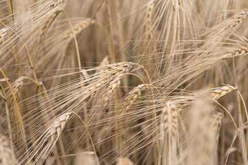 Ears of wheat on a cloudy autumn day