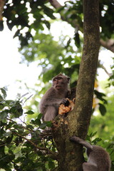 monkey