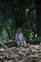 monkey