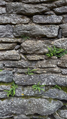 Close-up of a textured stone wall with green grass sprouting between the rocks. Natural resilience and contrast between nature and structure.