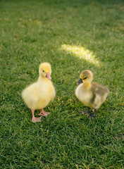 Two cute goslings standing on green grass in sunlight