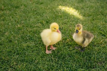 Two cute goslings exploring green grass in backyard