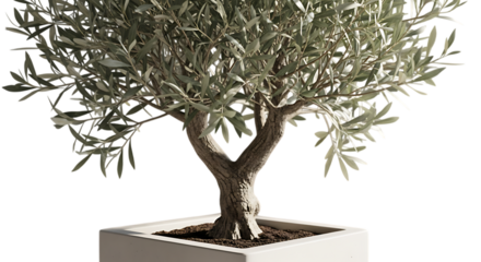 A mature olive tree with a thick trunk in a square planter isolated on transparent background