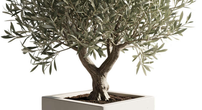 A mature olive tree with a thick trunk in a square planter isolated on transparent background