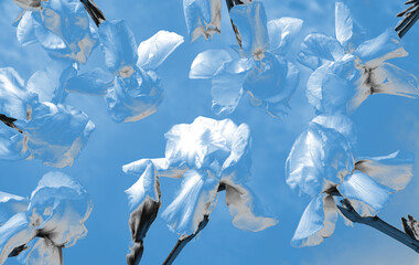 Artistic digital photo of blooming irises in blue tones against a sky-blue background. Trendy floral composition perfect for backgrounds, prints, or modern designs