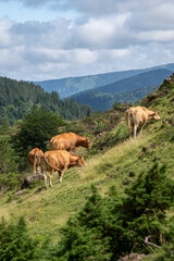 Fototapeta premium Herd of cows grazing on a hillside in the Pyrenees mountain in France